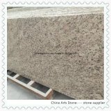Giallo Ornamental Granite Slabs for Countertops and Tiles