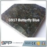 Butterfly Blue Granite Stone Floor Tile for Projects, Distributor